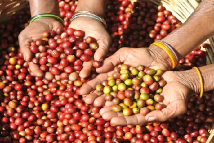 Coffee of the Araku Valley