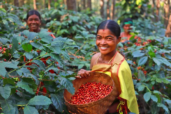 Origin of Coffee and Coffee in India